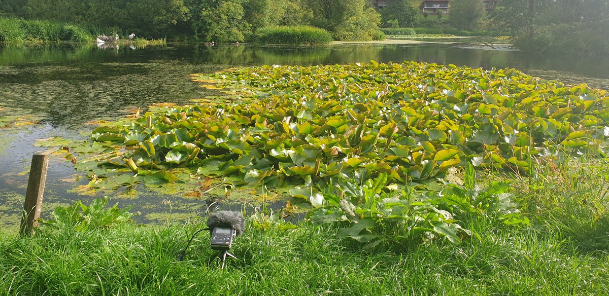 Early morning field recording at lakes in Dalbeattie...