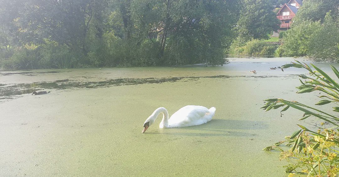 Early morning field recording at lakes in Dalbeattie #2