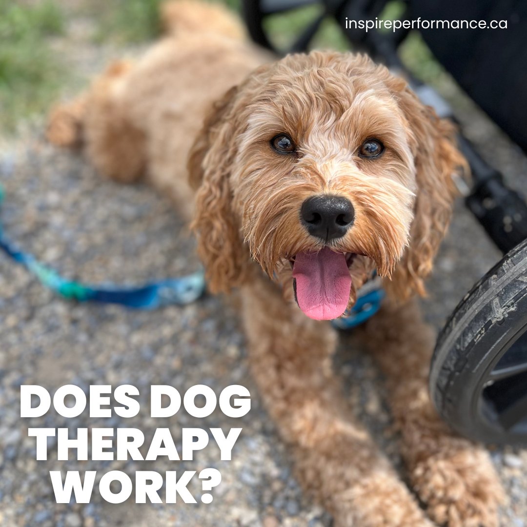 inspireyyc's tweet photo. Does dog therapy work? 🐶 

I don’t know but it seems like most of Mike’s patient’s come to see Vida instead of him. 😂 

The greetings at the door, the excitement and all the love you can ask for. ❤️ 

Sounds like a healing environment to us. https://t.co/yo3KB0WQ4y