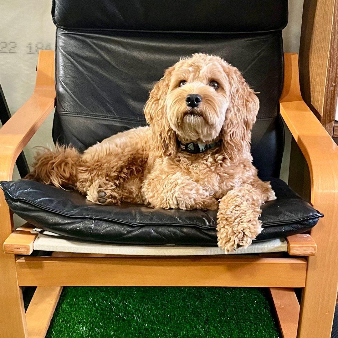 inspireyyc's tweet photo. Does dog therapy work? 🐶 

I don’t know but it seems like most of Mike’s patient’s come to see Vida instead of him. 😂 

The greetings at the door, the excitement and all the love you can ask for. ❤️ 

Sounds like a healing environment to us. https://t.co/yo3KB0WQ4y