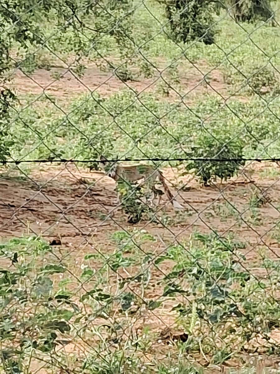 and_ecology's tweet photo. We are restoring Sewan grasslands in #GIB habitat in Jaisalmer, slowing but consistent efforts through community participation. Spot Desert 
#Fox
 Thanks to @HabitatsTrust for support. @sumitdookia @birdsaroundme @orijeet @orientbirdclub @rawatscorner @ForestRajasthan @KB1997_ https://t.co/mLJ9O47yFt