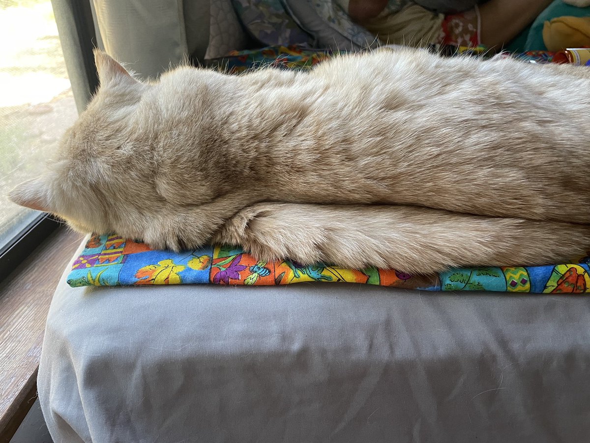 anakin_cat's tweet photo. Rolls https://t.co/8aY47H1csY