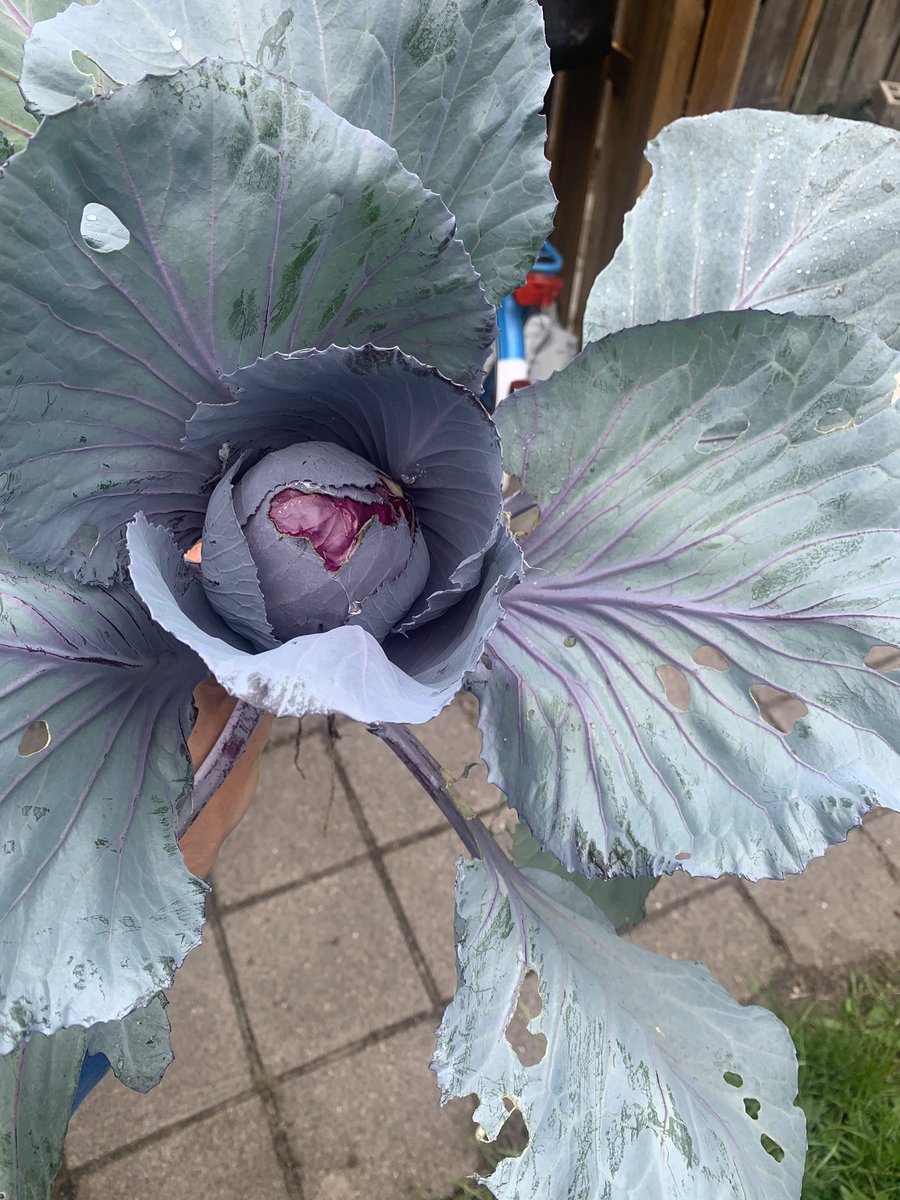 420Garden1's tweet photo. Just harvested my first homegrown red cabbage! 🌱🥬 The vibrant colors and crisp texture make it a true delight. Can't wait to savor the flavors of my labor #HomegrownGoodness #RedCabbageJoy https://t.co/m9zyMgeojk