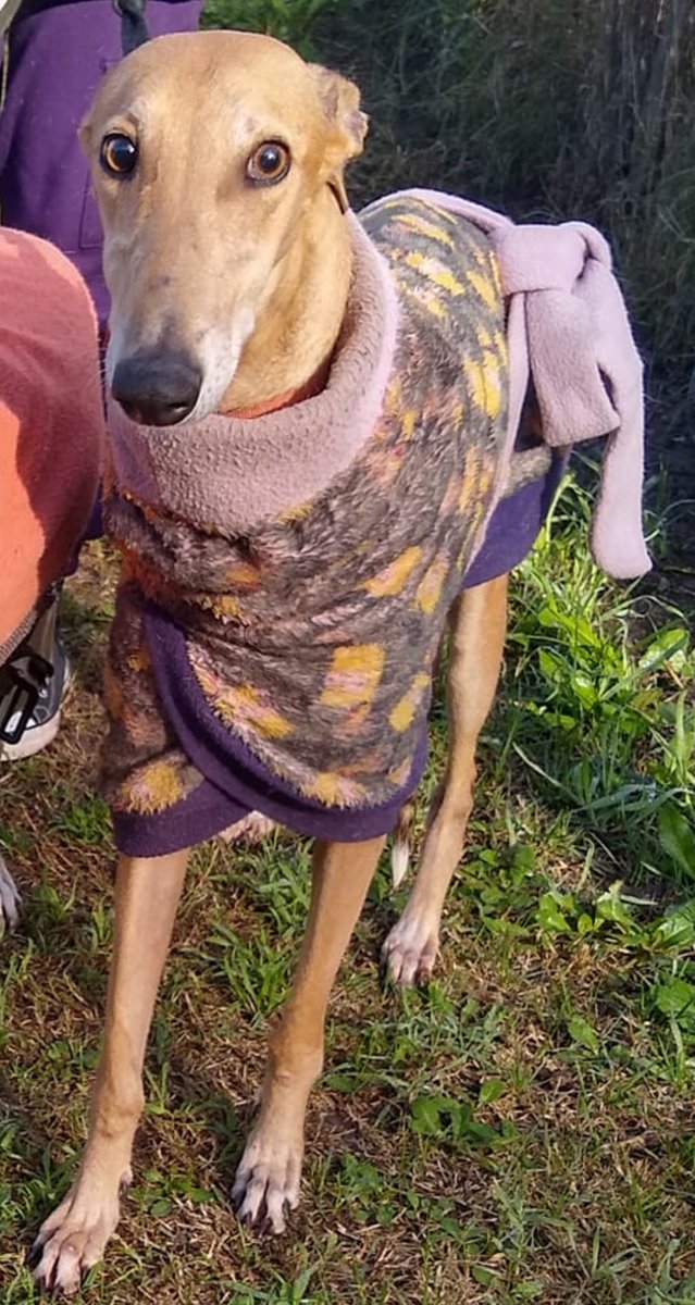 AdoptaUnGalgo's tweet image. Irene💛 busca familia. Es adulta, está vacunada y castrada, es cariñosa, apta perros, gatos, humanos, muy dulce. Para ella, y para cada rescatado, buscamos una casa amorosa y segura, en la que la mimen e integren hoy y siempre.
Por adopciones: adoptaungalgoenargentina@hotmail.com