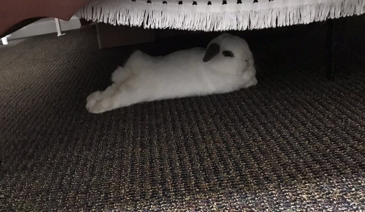 marshmallowsnit's tweet photo. @buitengebieden Spoiled and entitled little monsters https://t.co/p0zTwZ0auS