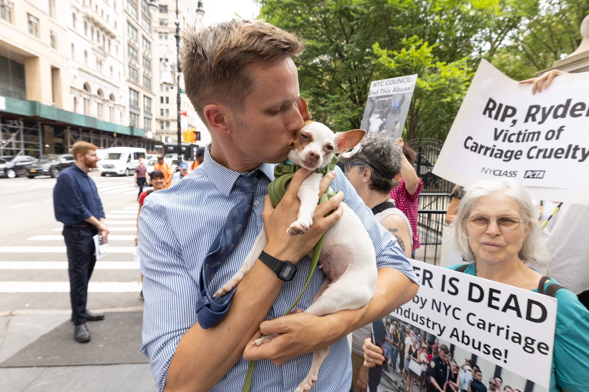 I’m proud to be an original co-sponsor of Intro 573, which would phase out horse-drawn carriages in NYC. After many stiflingly hot summer days in which horses have had to pull carriages in gridlock midtown traffic, we’re rallying in support of this legislation. <a href="/nyclass/">NYCLASS</a> <a href="/peta/">PETA</a>