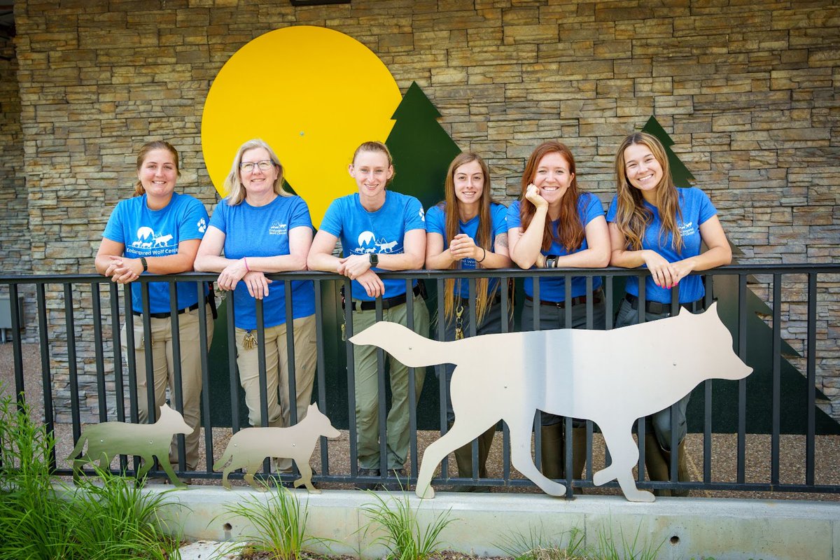 In honor of National #ZookeeperWeek, we want to give a shout-out and a huge thank you to all the keepers that work tirelessly at the Endangered Wolf Center to ensure that all our #animals are happy and healthy. 💛

Thank you, EWC team, for providing non-stop care.  #nzkw2023