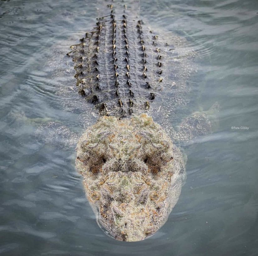 Whose in the mood for some gator nuggets!?🐊🌳