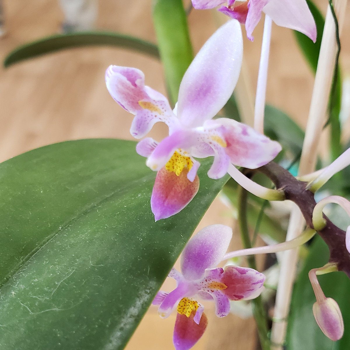 OakwoodOrchids's tweet photo. Small, dainty, and #PrettyInPink Phalaenopsis β€
Phalaenopsis equestris #orchid #AddictedToOrchids https://t.co/tHE60eMehf