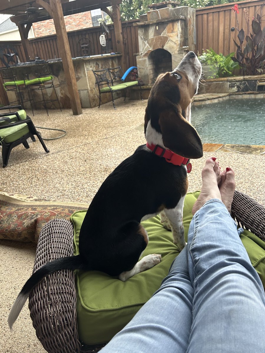 ⁦<a href="/wfaaweather/">Pete Delkus</a>⁩ Peeeeete what is this????🐶💦💦💦