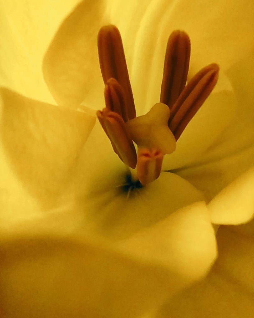 Hola Mundo. Hello World 💛 Disfruta la Vida. Enjoy Life. #SundayYellow #flowers #FelizDomingoATodos