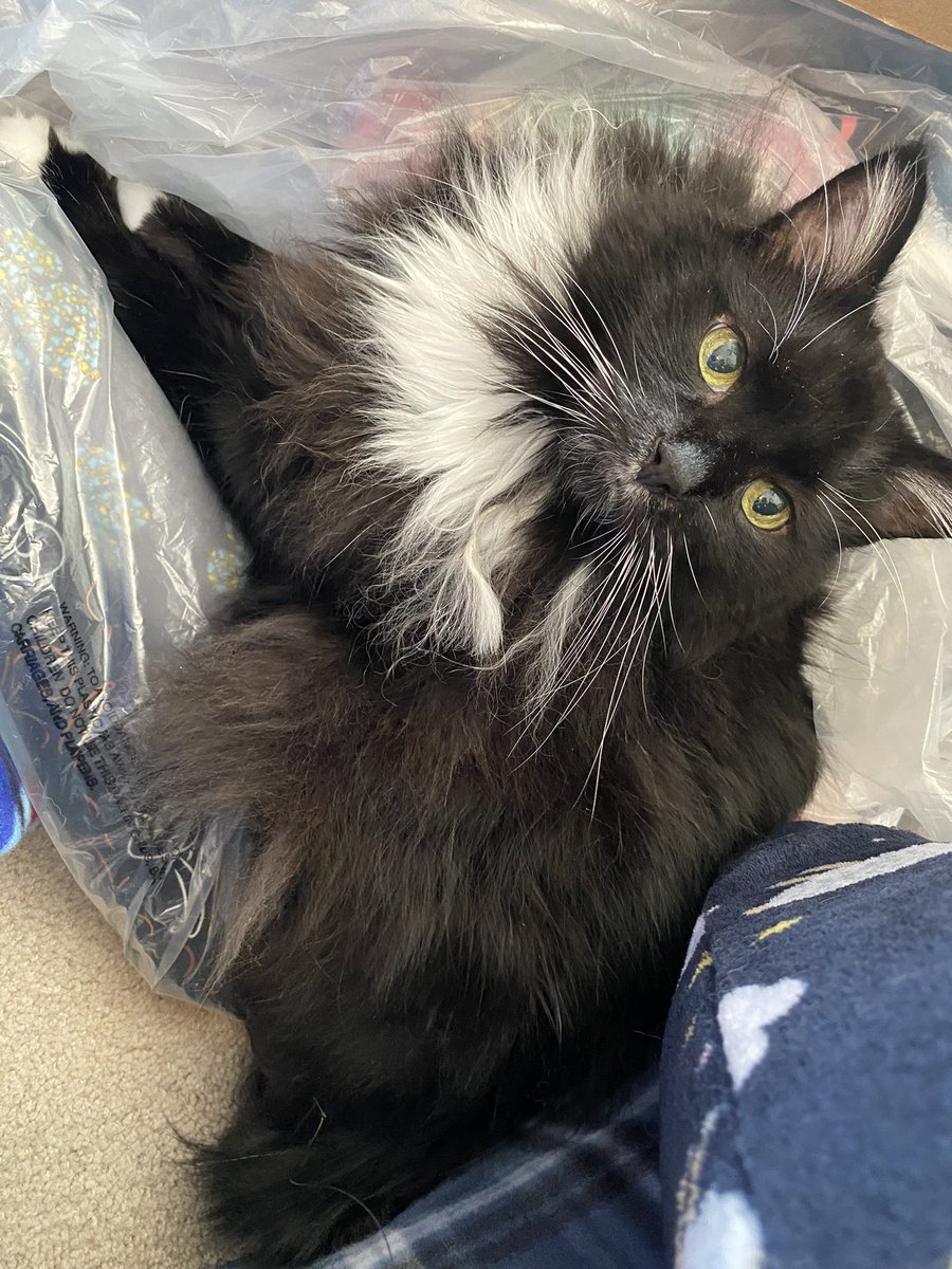 thecatnipfairy's tweet image. Wanted to sew shut those pillows in that bag but I value my flesh too much. He may only have two legs but he knows how to use ‘em! #keebler #2leggedcat #tuxedocat