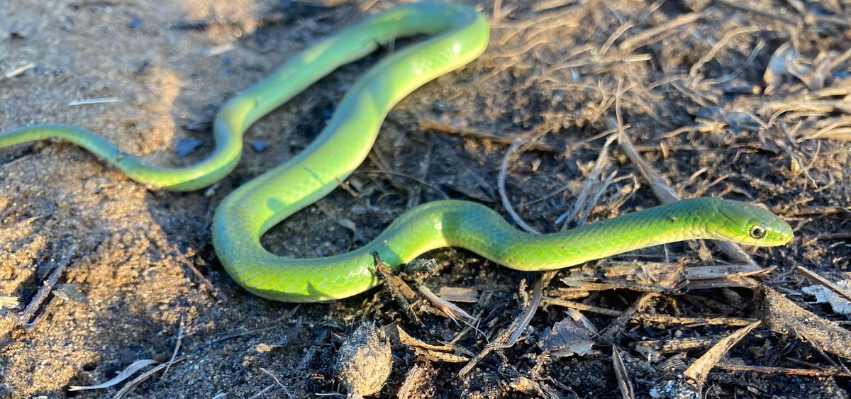 Effortlessly slither through this Sunday with the spirit of a Smooth Green Snake, which are docile and typically flee when threatened rather than attempt to bite. 🐍 #WorldSnakeDay 

📷: Joey Cannizzaro