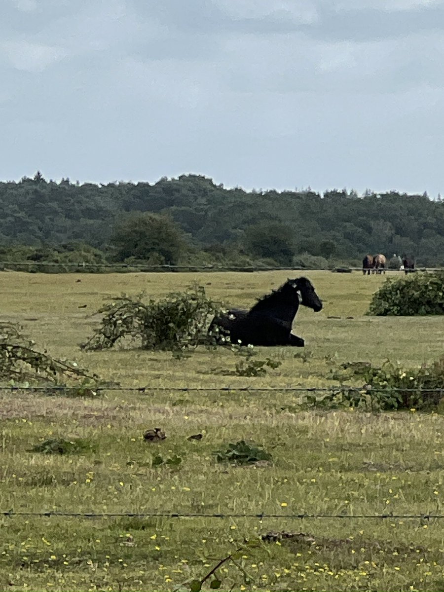 EmmaBriggs18's tweet image. #camping in high winds #lessonslearnt report from the #newforest 
Pic 1. The tent pegs on the left are the ones you want.
Whist a good view is fab, (pic2 and 3) it might be worth sacrificing to avoid the prevailing wind - pic 4
🫢😱
#middleaged #adventure