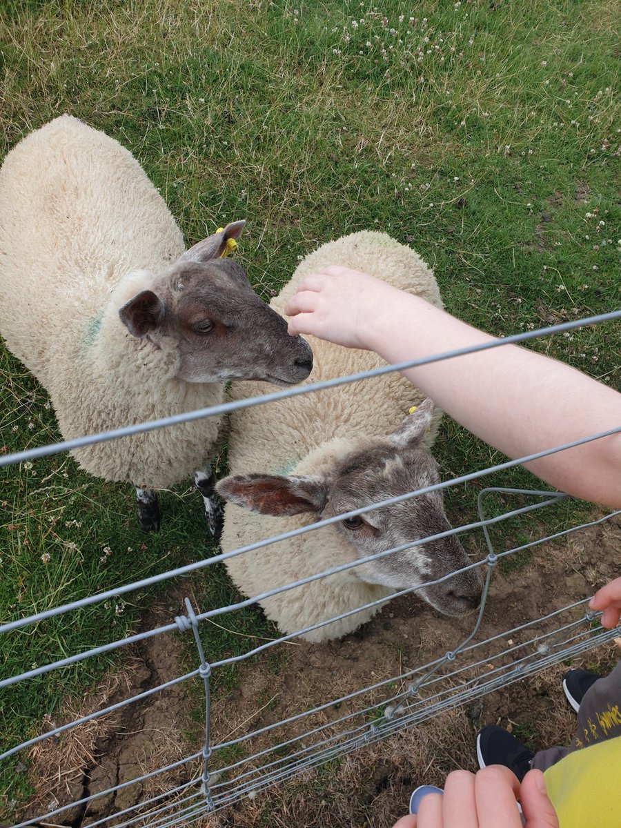 1stLittlecoates's tweet image. End  of year visit to Hall Farm Park. We took a tractor ride to feed the cows, played on the outdoor equipment, played in Play Barn, walked the nature trail and made new friends with the animals. Even the weather was good to us #WindyButSunny #Tired #GoodFun
