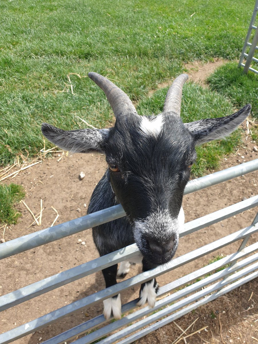 1stLittlecoates's tweet image. End  of year visit to Hall Farm Park. We took a tractor ride to feed the cows, played on the outdoor equipment, played in Play Barn, walked the nature trail and made new friends with the animals. Even the weather was good to us #WindyButSunny #Tired #GoodFun