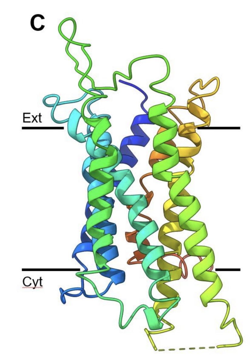 gonenlab's tweet photo. We dont have enough structures of membrane proteins. The majority remain unknown and AI often fails when it comes to these samples. They are truly tough and challenging to work with https://t.co/L6QJTLAd8K