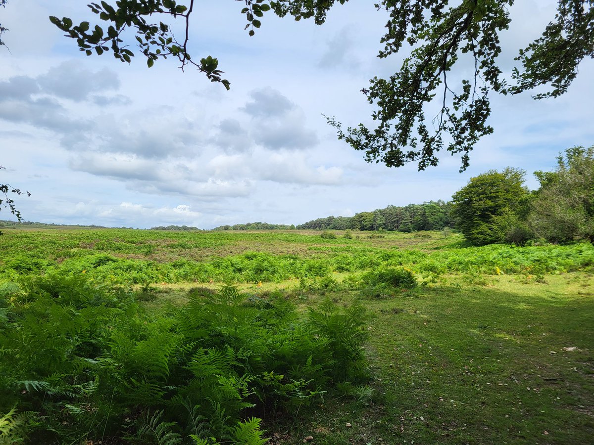 Walk in the New Forest. Not too bad a view either.