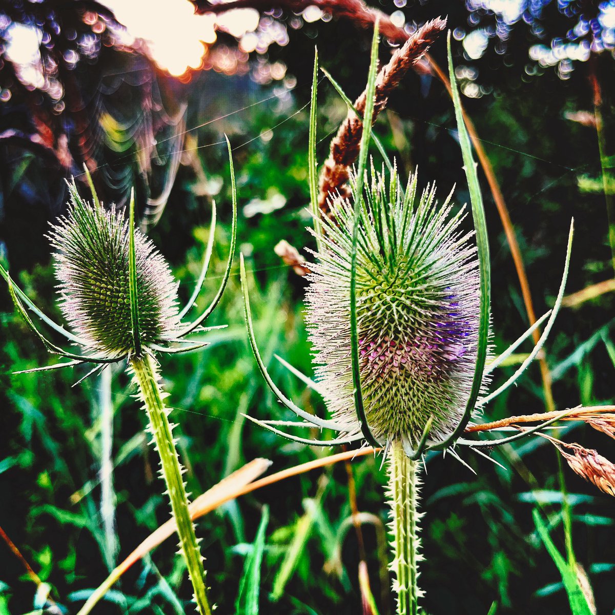 JohnSoeder's tweet photo. Wild Teasel 14.07.23 #nature #flora #morningwalk https://t.co/jzbeOJ30Ur