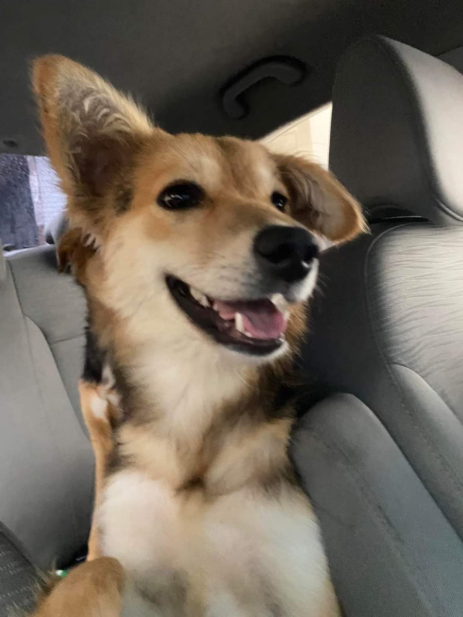 gabssssgarciamo's tweet photo. Nunca me había tocado regresar a perritos a la calle, pero esta vez creo que no tengo opción 💔🥺 el temporal ya se agotó, incluso antes de la fecha de castración. 
Dejo a estas dos preciosas por aquí, son Nami y Milky. 
RT para darles otra oportunidad 🥺 https://t.co/EFp9XpYjAM