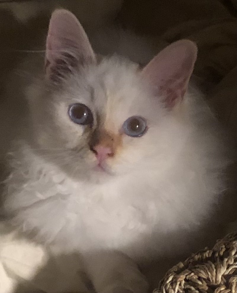anitadutch's tweet photo. Ny katt i hus:) En liten Hellig Birma gutt. Hils på Charlie! https://t.co/MJsoCNi0Sr