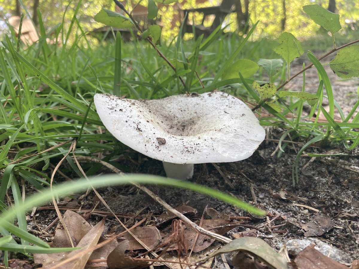 marymc_'s tweet photo. Hola @Fungi_Cosas ¿son comestibles? Están por todos lados en mi patio 🍄 https://t.co/3CYasRTgXn
