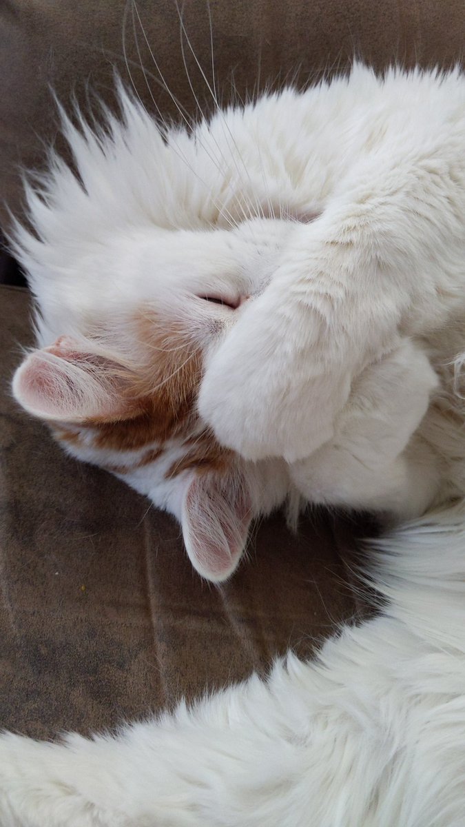 It's Shawnna! 🏳️‍🌈 (@a_wicked_pixel) on Twitter photo 