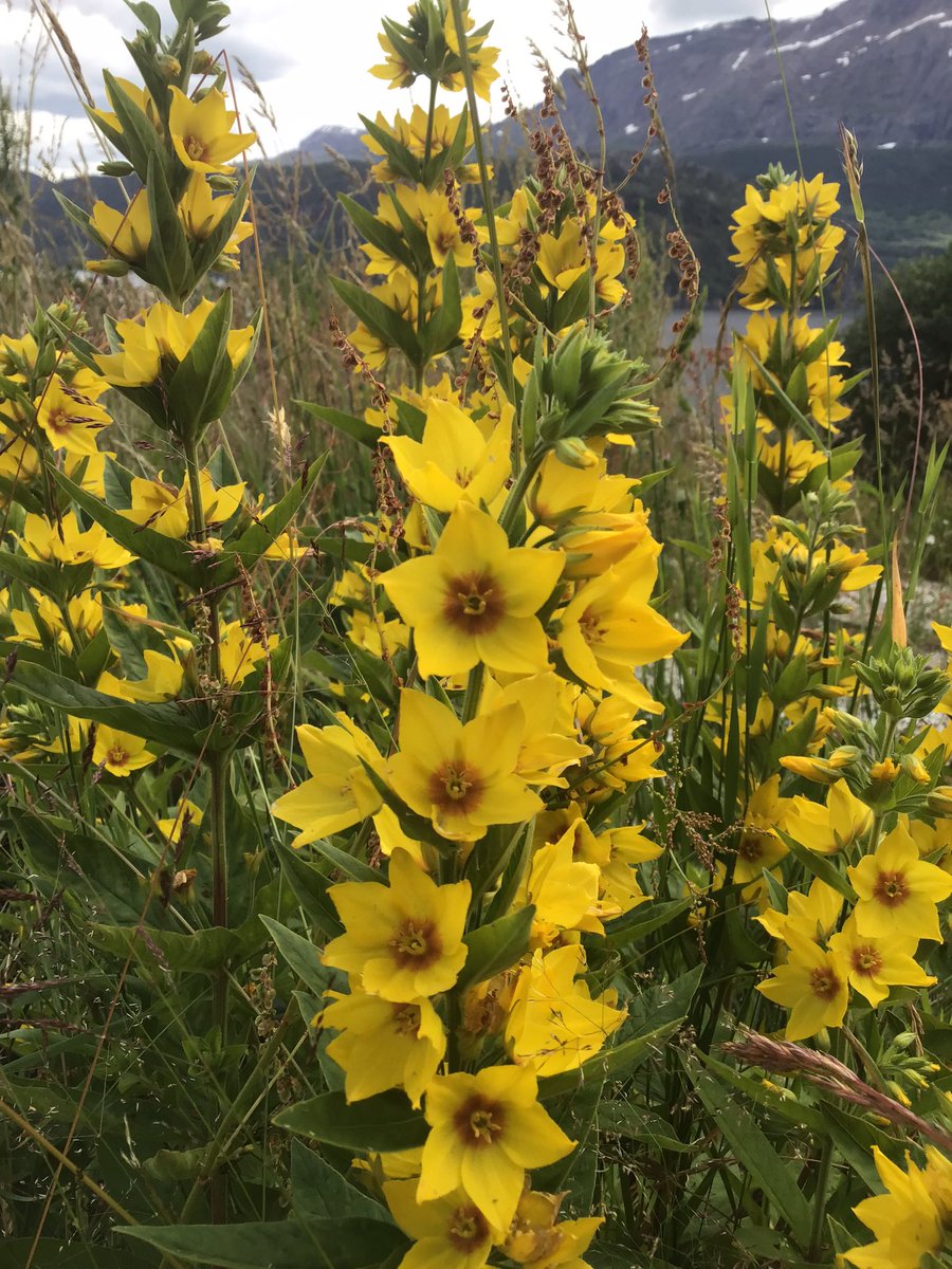 commit2presence's tweet photo. Anyone know what this flower is called? https://t.co/qVTPvCxBC6
