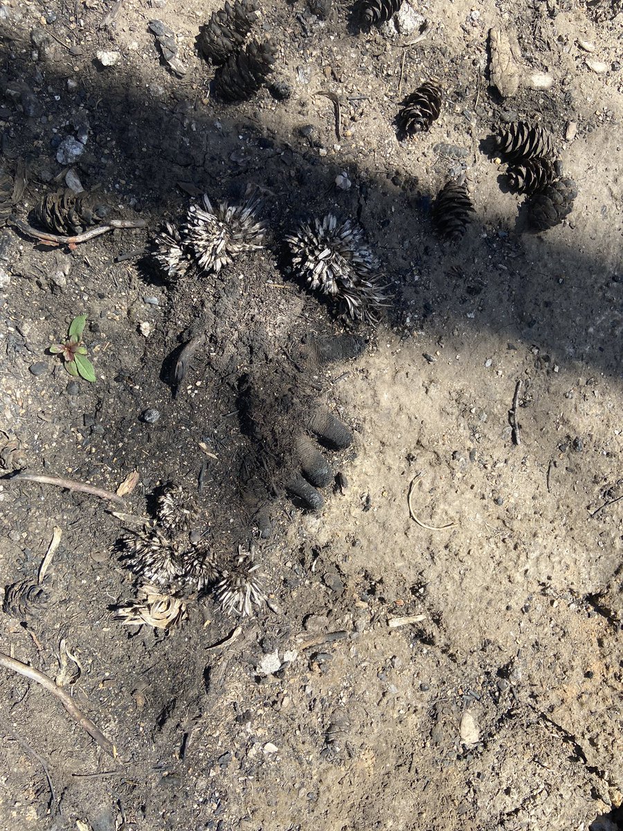 bk_wellman's tweet photo. Came across these creepy finger roots. If you look close it even looks like they have fingernails… This probably won’t inspire a horror short story #writers #oddlyterrifying https://t.co/Az6fwQ1jRO