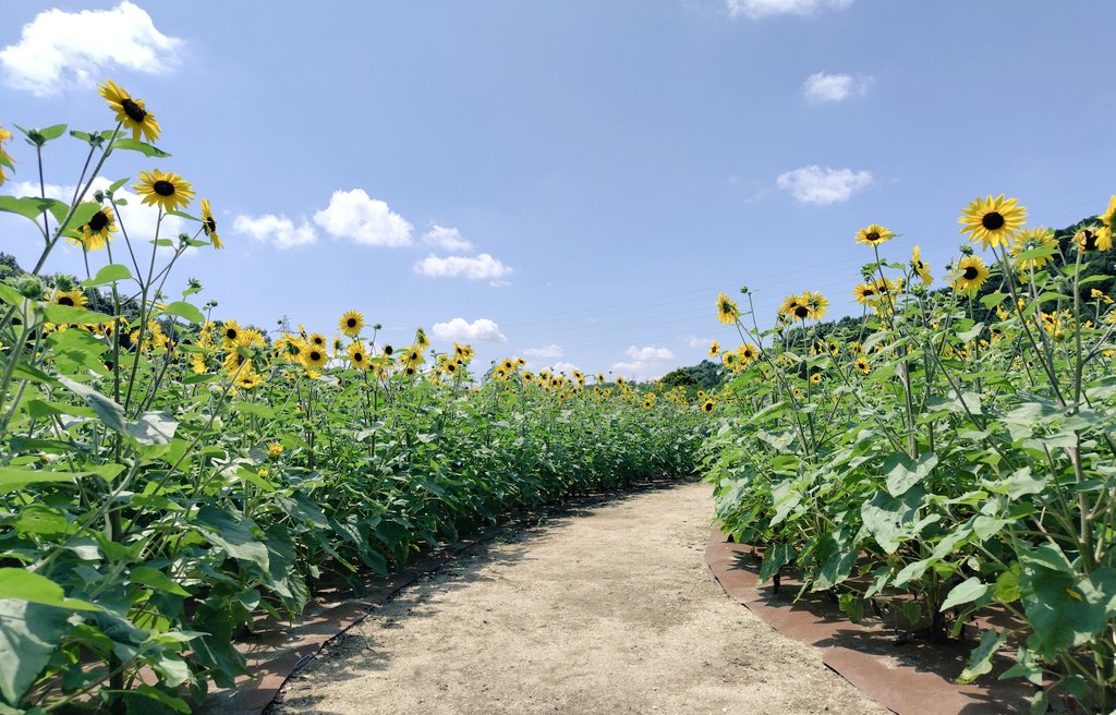mayqueenver2's tweet photo. .

   夏本番にむかう小径で
   おひさま大好きな
   子たちに出逢えたよ✨

   おはよう  世界

   あなたの心も晴れて
   素敵な１日と
   なりますように *ᕷ˖°

.
#イマハナ🌻
#ぎふﾜｰﾙﾄﾞﾛｰｽﾞｶﾞｰﾃﾞﾝ
#photography
. https://t.co/0uGHfC6evy