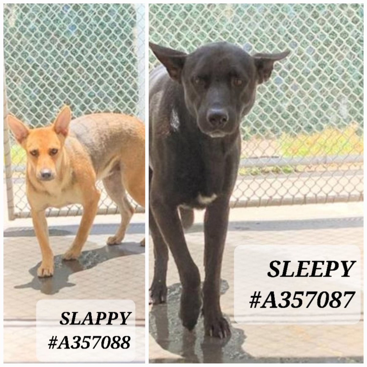 Dogs #Lost #Found #Unclaimed, brought in 7/3
#LabMixes🆘️ #CorpusChristiTX 
SLAPPY #A357088 brown, black male
SLEEPY #A357087 black, white male
Were attacked, are fearful
Will be killed 7/20 noon #CorpusChristiTX 
☎️361-826-4630 if yours,  have ID and names