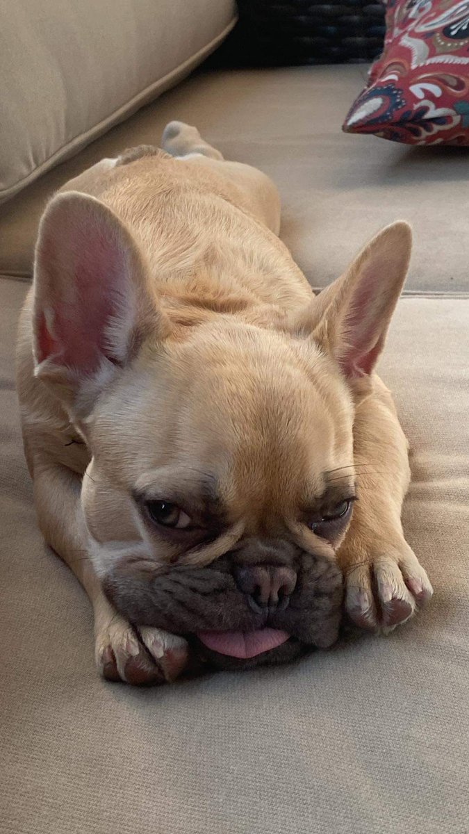 ErinMelius's tweet photo. @buitengebieden #Frenchie https://t.co/hhInyED3Mv