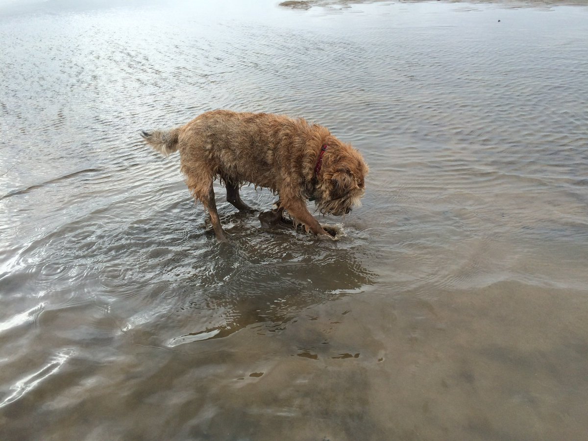 Sir Jack Spratticus GORB🌈 (Nessa) tweet media