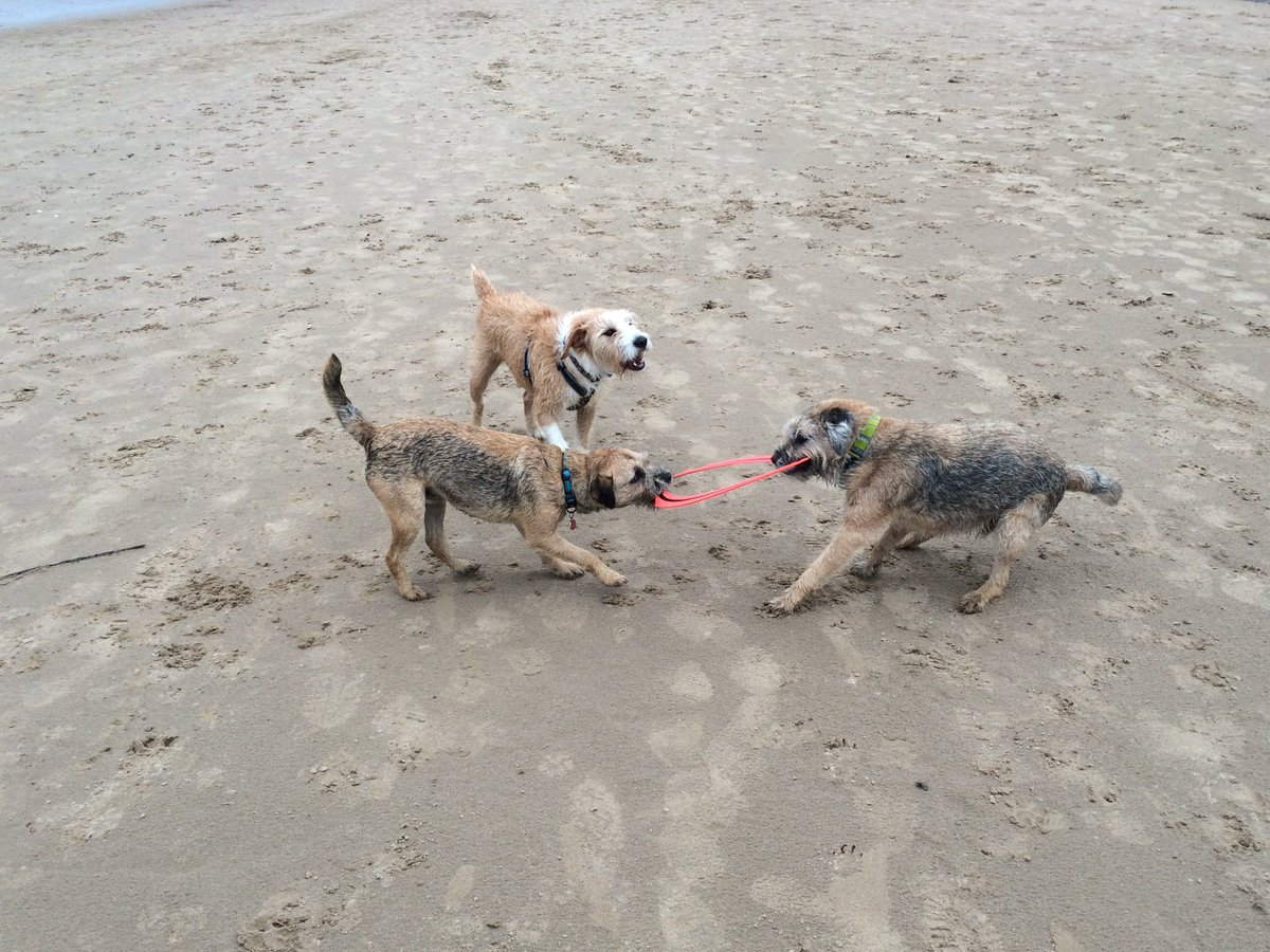 Sir Jack Spratticus GORB🌈 (Nessa) tweet media