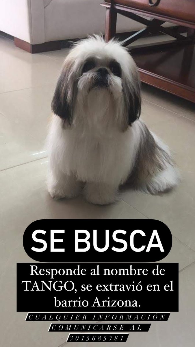 LauraHinojosaA's tweet photo. ¡SE BUSCA! 

Se me extravió mi perrito en el barrio Arizona de Valledupar.
Responde al nombre de TANGO! 

Por favor comunicarse si lo encuentran. 
3015686781- 3157229262-3017677805 

HAY RECOMPENSA 😭 @valleduparecomd @Valledupar_Col @Jnez_Fadul @RTANoticias https://t.co/L5NuL7jbUs