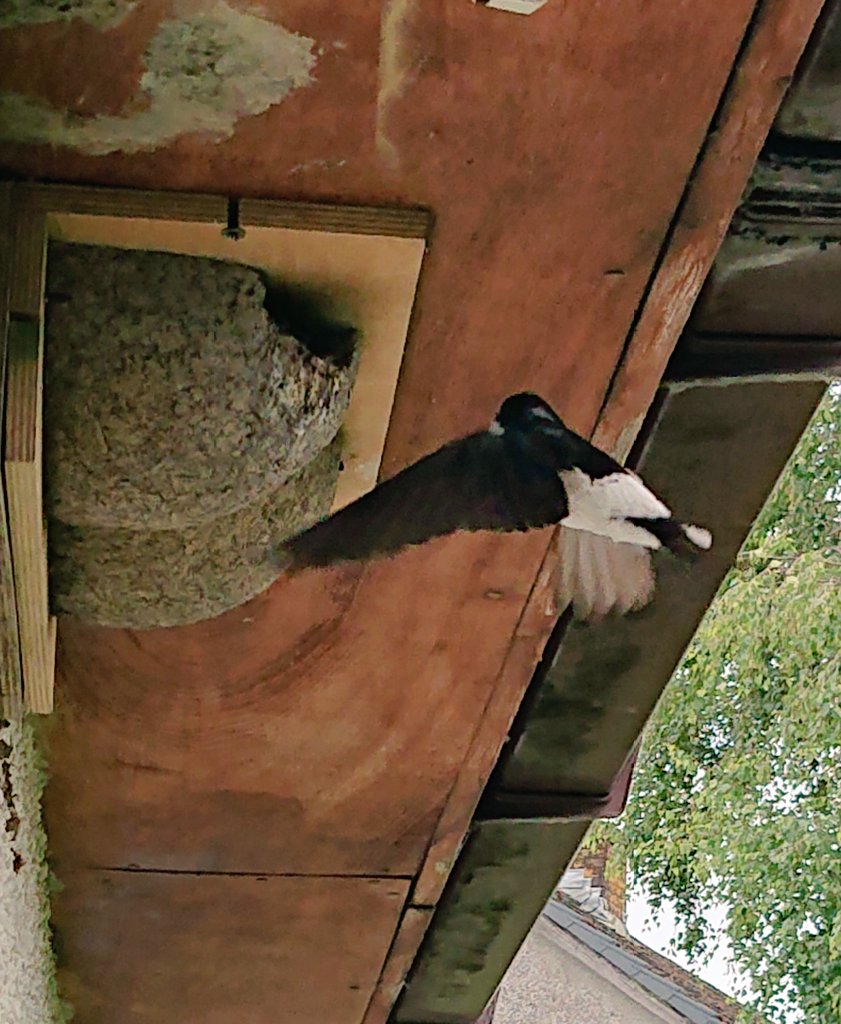 Visiting my brother who has quite a colony of house Martins and just peeping out of the bathroom window to see their antics. I could watch them for ages.