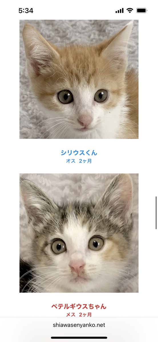 majko_k's tweet photo. 拡散をお願いします。7月２度目の猫譲渡会を本日行います。仔猫がバンク状態です。暑い1日となるとは思いますが、仔猫の成長は早く、この時期にご縁をなんとか繋ぎたいと思っています。本日会場より生配信しようと思います。https://t.co/jeMQkvNpe6 https://t.co/lQgA7E55CM