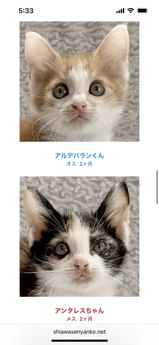 majko_k's tweet photo. 拡散をお願いします。7月２度目の猫譲渡会を本日行います。仔猫がバンク状態です。暑い1日となるとは思いますが、仔猫の成長は早く、この時期にご縁をなんとか繋ぎたいと思っています。本日会場より生配信しようと思います。https://t.co/jeMQkvNpe6 https://t.co/lQgA7E55CM