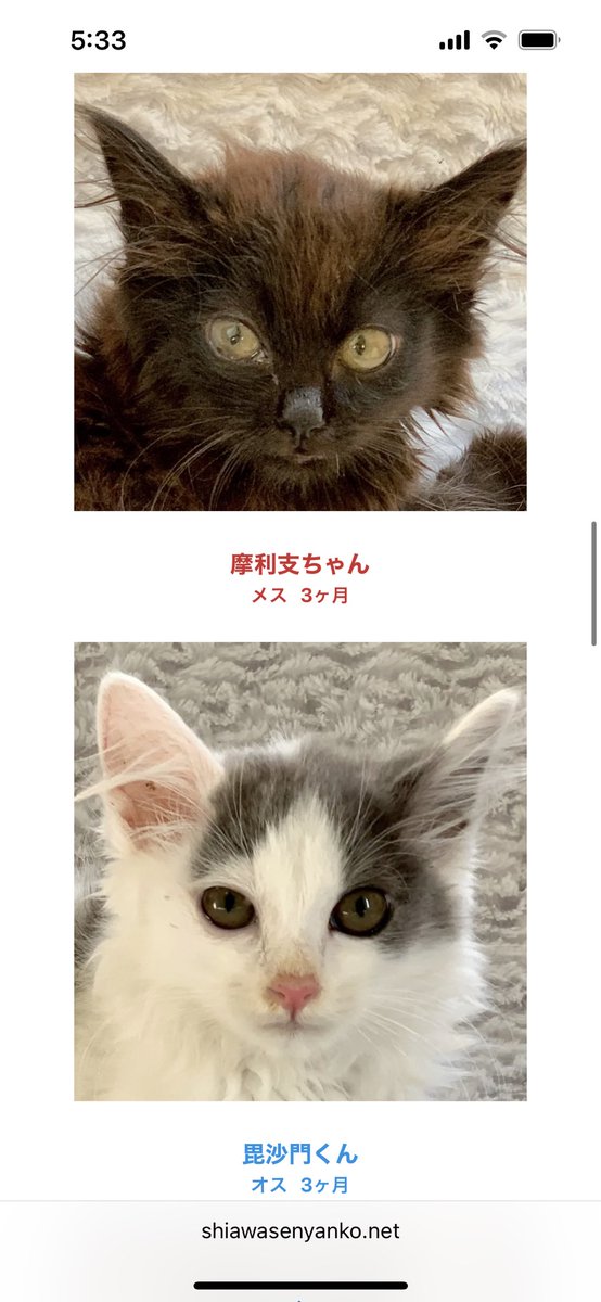 majko_k's tweet photo. 拡散をお願いします。7月２度目の猫譲渡会を本日行います。仔猫がバンク状態です。暑い1日となるとは思いますが、仔猫の成長は早く、この時期にご縁をなんとか繋ぎたいと思っています。本日会場より生配信しようと思います。https://t.co/jeMQkvNpe6 https://t.co/lQgA7E55CM