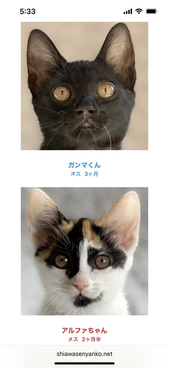 majko_k's tweet photo. 拡散をお願いします。7月２度目の猫譲渡会を本日行います。仔猫がバンク状態です。暑い1日となるとは思いますが、仔猫の成長は早く、この時期にご縁をなんとか繋ぎたいと思っています。本日会場より生配信しようと思います。https://t.co/jeMQkvNpe6 https://t.co/lQgA7E55CM