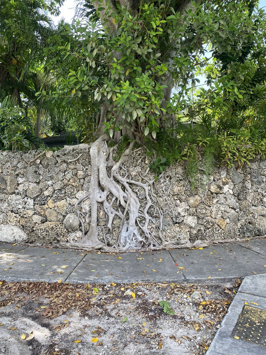 SaffranJennifer's tweet photo. Nature always finds a way. https://t.co/V6DdfETxNl
