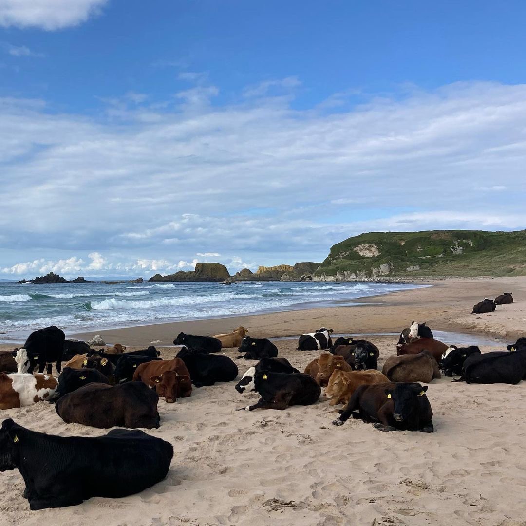 (2/2) Even the cows love a summer day at the beach. 

📍 White Park Bay, County Antrim
🎥 Glen Crescent, Portrush