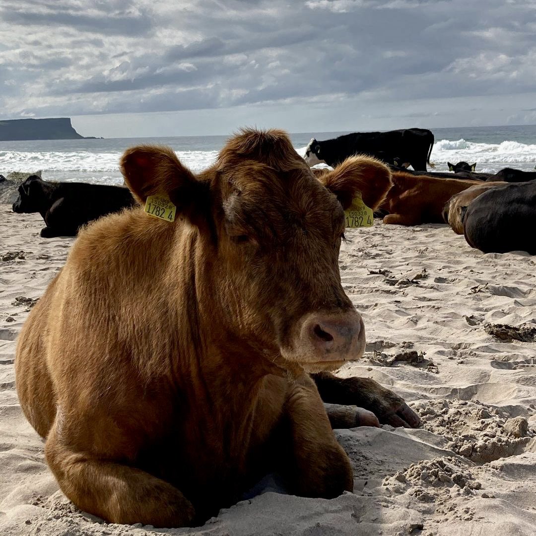 LoveBallymena's tweet photo. (2/2) Even the cows love a summer day at the beach. 

📍 White Park Bay, County Antrim
🎥 Glen Crescent, Portrush https://t.co/i3MGQXNNX7