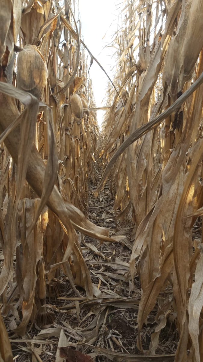 ineumaran's tweet photo. Cosechando el maíz y dejando una buena cobertura. 

#maiz #cosecha #Harvest #cobertura #rastrojo #cuidarelsuelo https://t.co/YDXiQ8isel