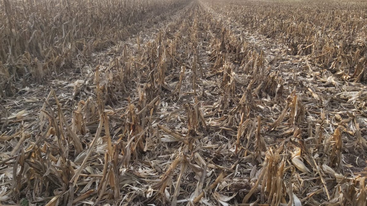 ineumaran's tweet photo. Cosechando el maíz y dejando una buena cobertura. 

#maiz #cosecha #Harvest #cobertura #rastrojo #cuidarelsuelo https://t.co/YDXiQ8isel