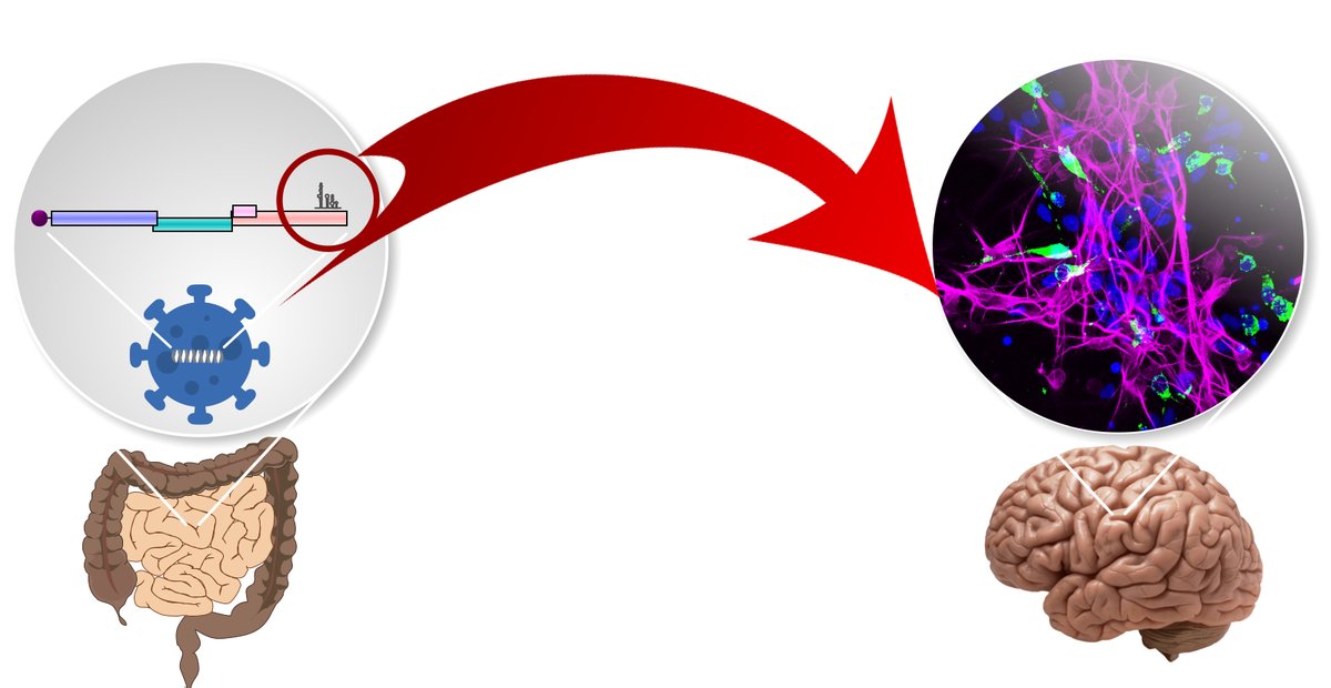 📢How do viruses infect neuronal cells? We’re happy to share the first paper from the lab led by @HashimA44477600 and 🔥hot off the press @PLOSBiology! We found ‘hotspots’ in genomes of neurotropic human astroviruses that allow them to infect neurons! 🧵👇 dx.plos.org/10.1371/journa…