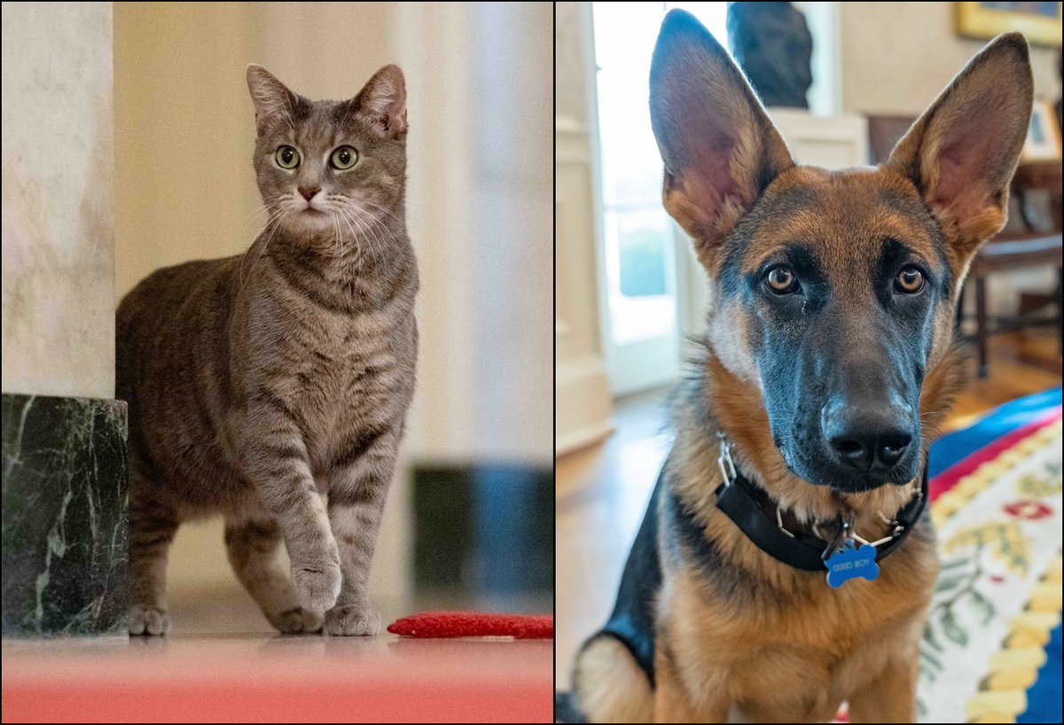 For the record, I support the reelection campaign of Willow and Commander to continue being the White House pets. 💙💙