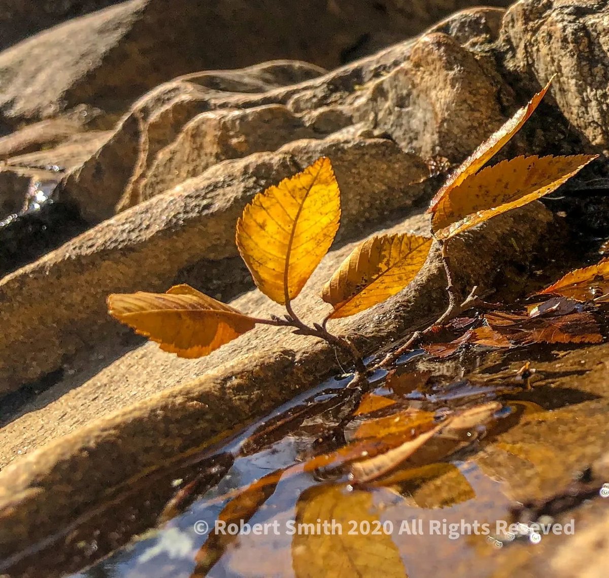 iraqdad1216's tweet image. Leaves in a Natural Spring

#Lightroom #Adobe #postaday #wordpress #Fall ⁣#robertsnapspot #Autumn #shotonIphone #photographyblog #reflectionphotography #nature #naturephotography #Jul2023 #brilliance #TwitterNatureCommunity #IndianSpringsStatePark #Flovilla #FOTD #Georgia