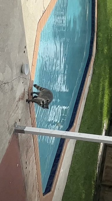 immediately after me & @vicraysrevenge finish filming he turns around and says “there’s a raccoon in