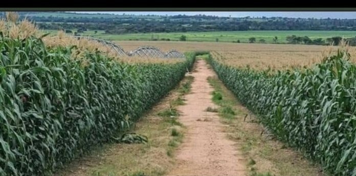 snowballOfficia's tweet photo. We are food secure 

Maize 🌽 surplus 
Wheat 🌾 surplus 

Why reversing the land reform program? https://t.co/ii6Uf5l0Pa